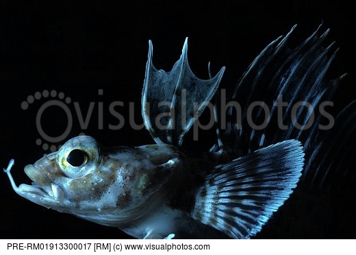 Pretty Sailfin plunderfish