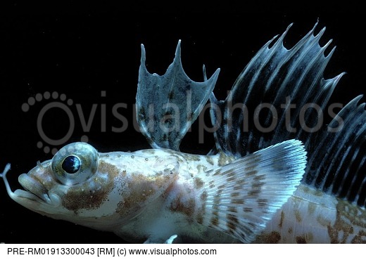 Pretty Sailfin plunderfish