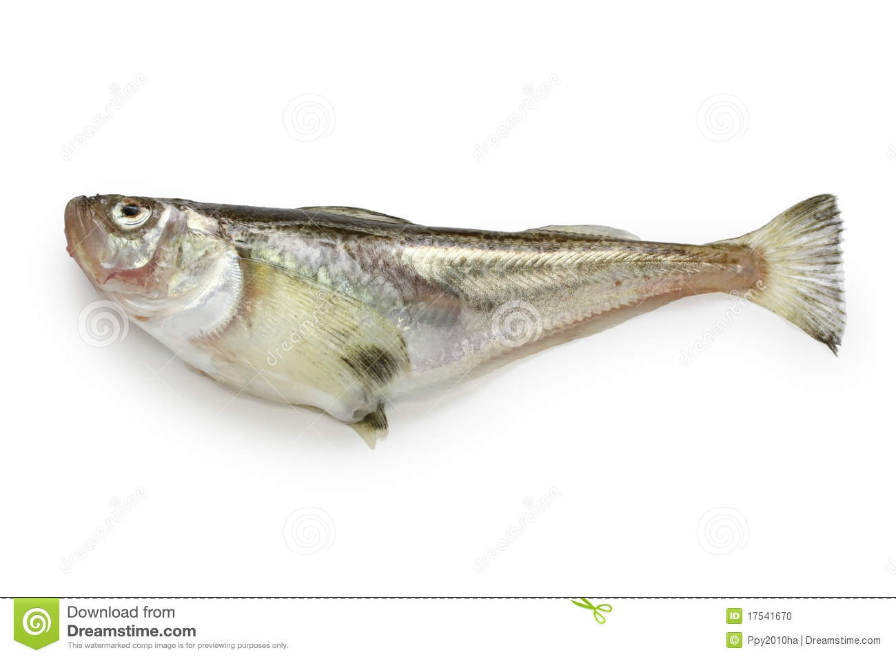 Pretty Sailfin sandfish
