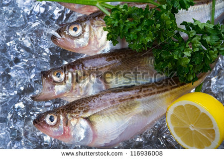 Pretty Sailfin sandfish