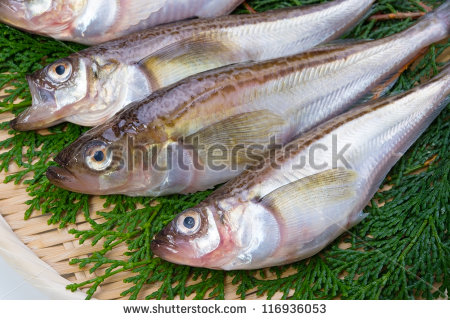 Pretty Sailfin sandfish