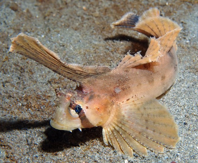 Sailfin sculpin