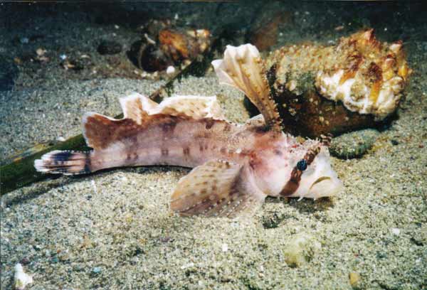 Pretty Sailfin sculpin