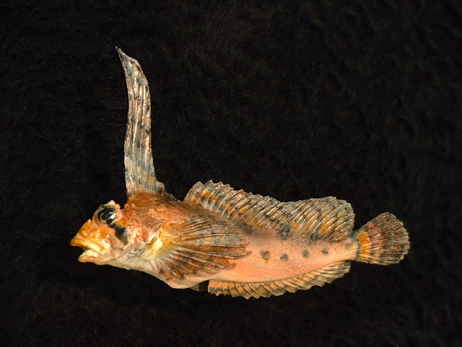Pretty Sailfin sculpin