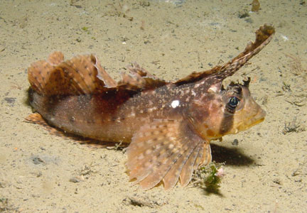 Pretty Sailfin sculpin