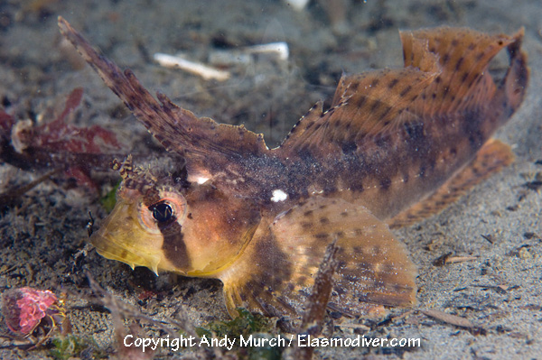 Pretty Sailfin sculpin