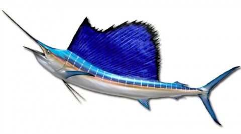 Pretty Sailfish