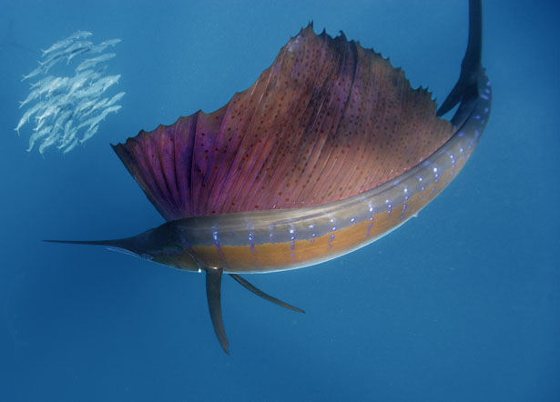 Pretty Sailfish