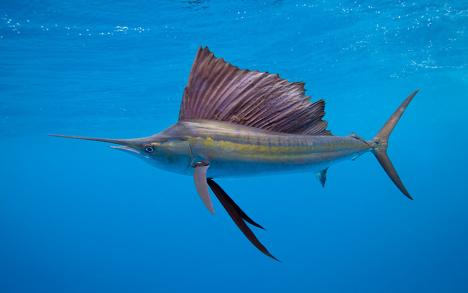 Pretty Sailfish