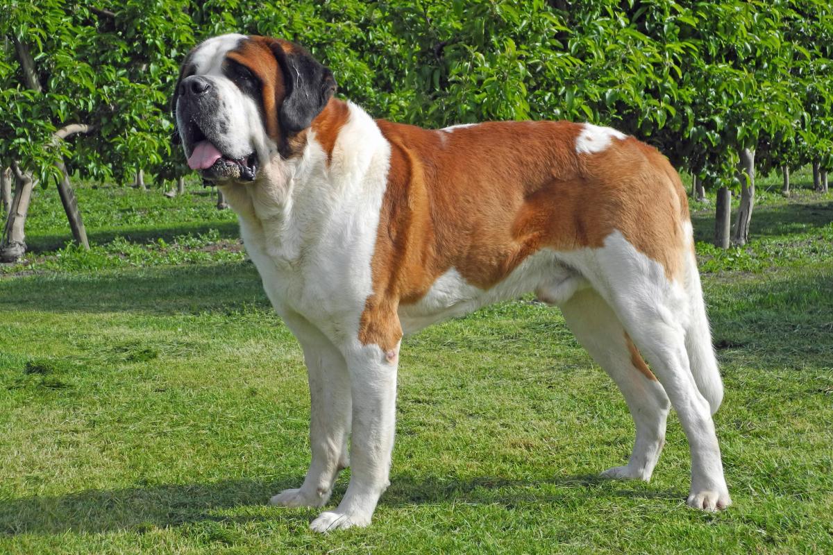 Cute Saint Bernard - Dog Breed