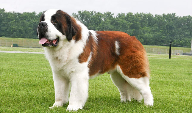 Wallpaper Saint Bernard - Dog Breed