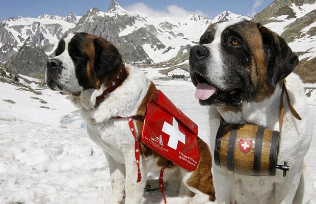 Photo Saint Bernard - Dog Breed