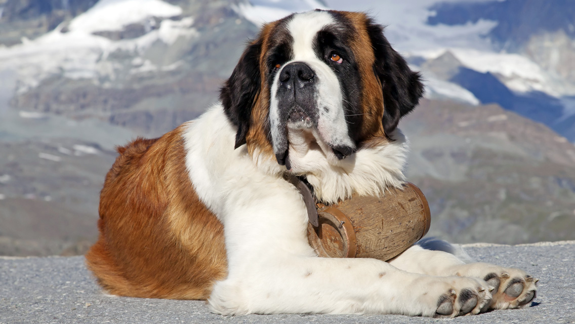 Saint Bernard - Dog Breed photo 
