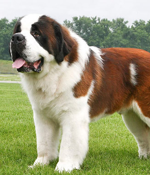 Saint Bernard - Dog Breed wallpaper