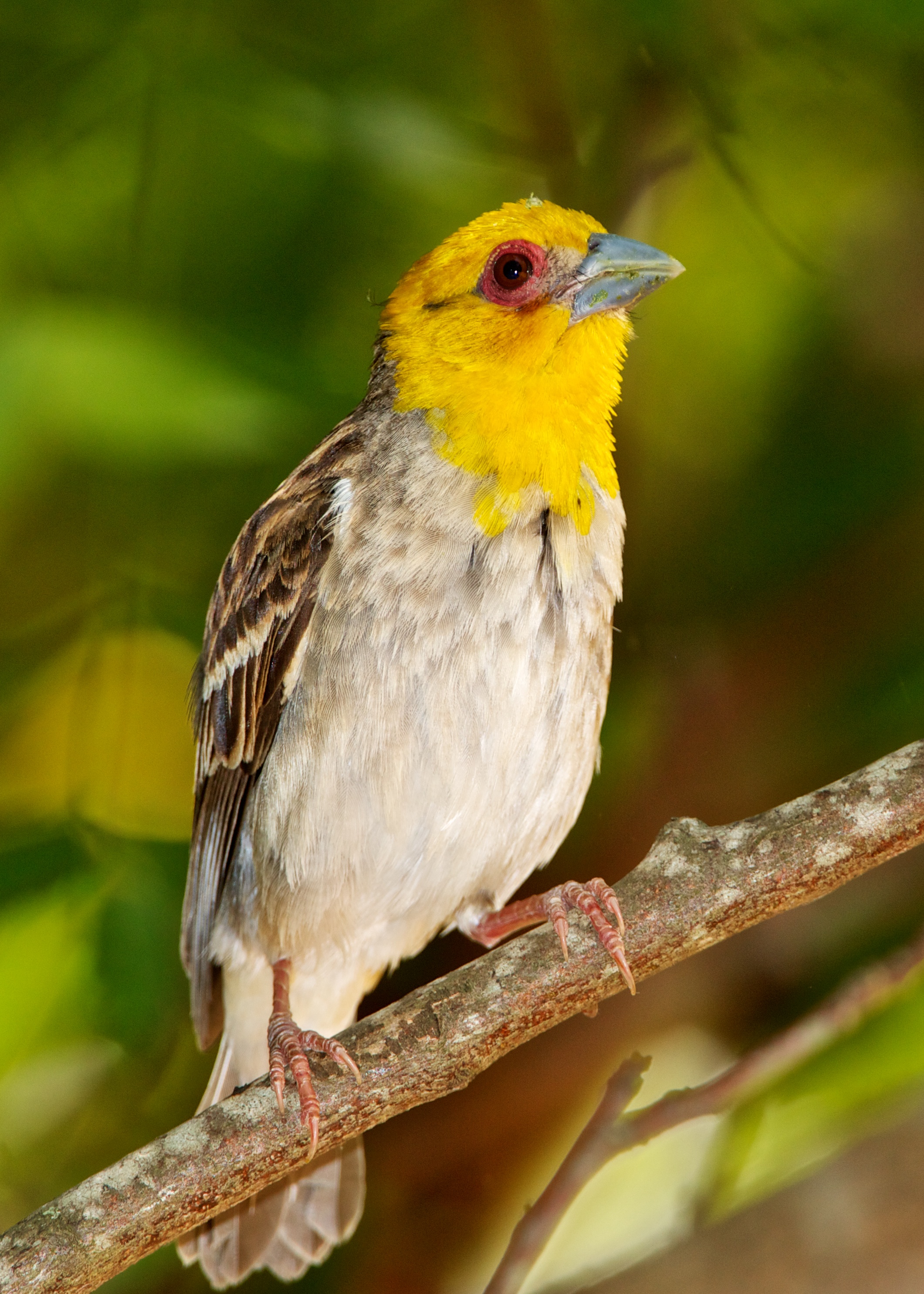 Sakalava weaver