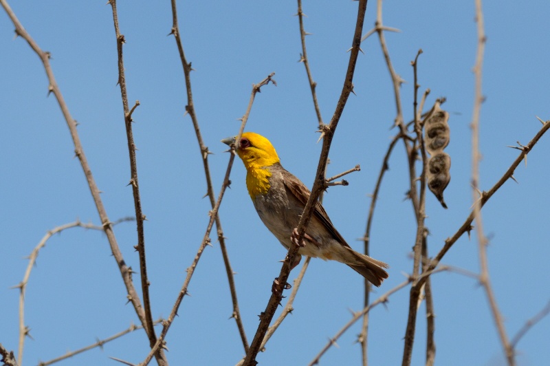Pretty Sakalava weaver