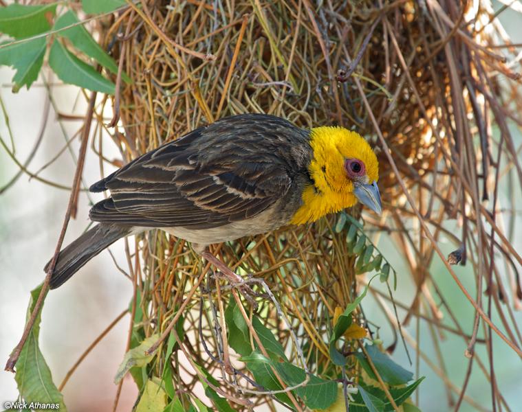 Pretty Sakalava weaver