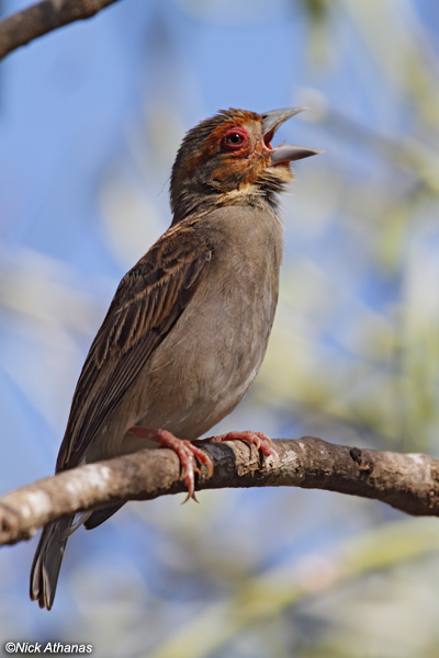 Pretty Sakalava weaver