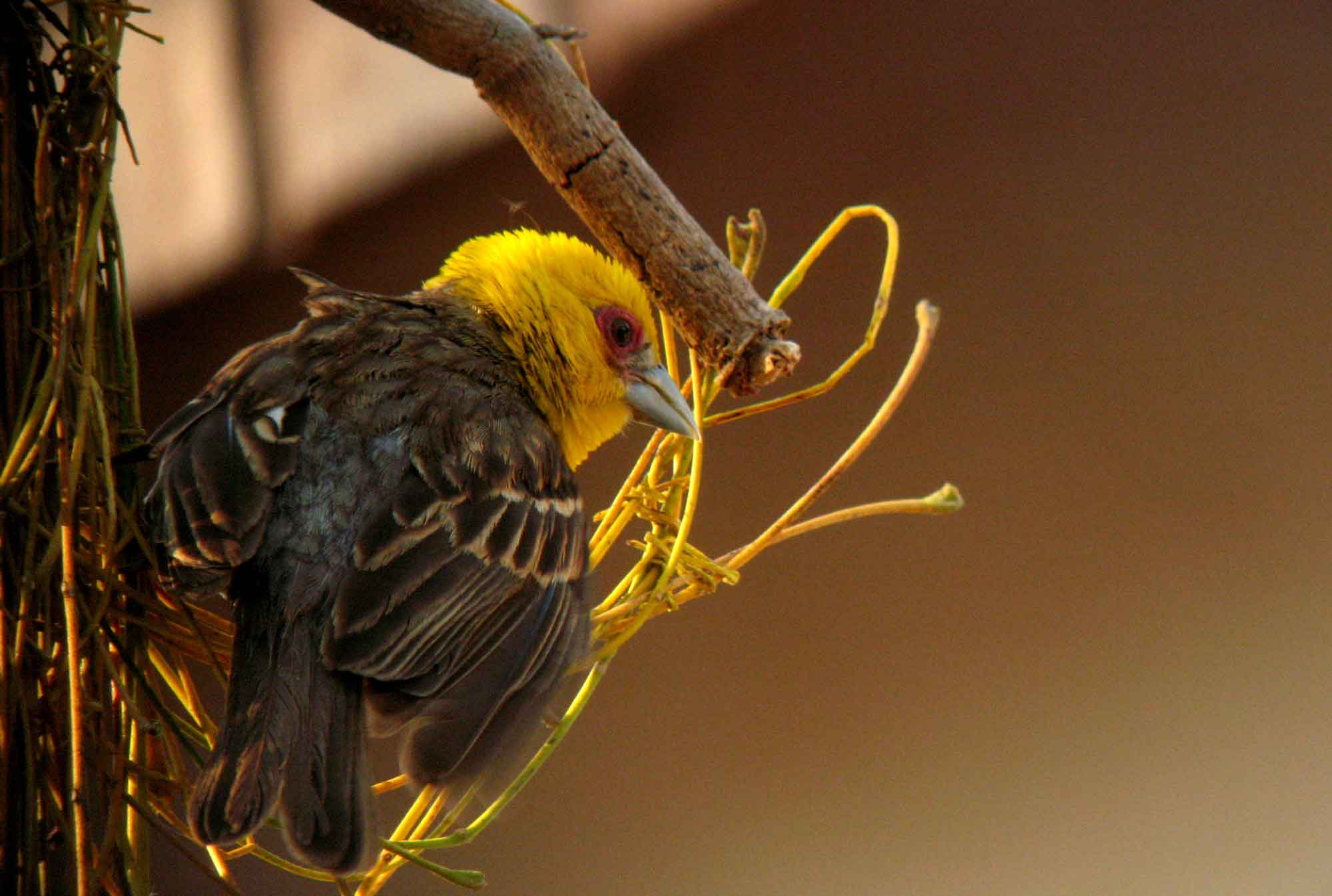 Pretty Sakalava weaver