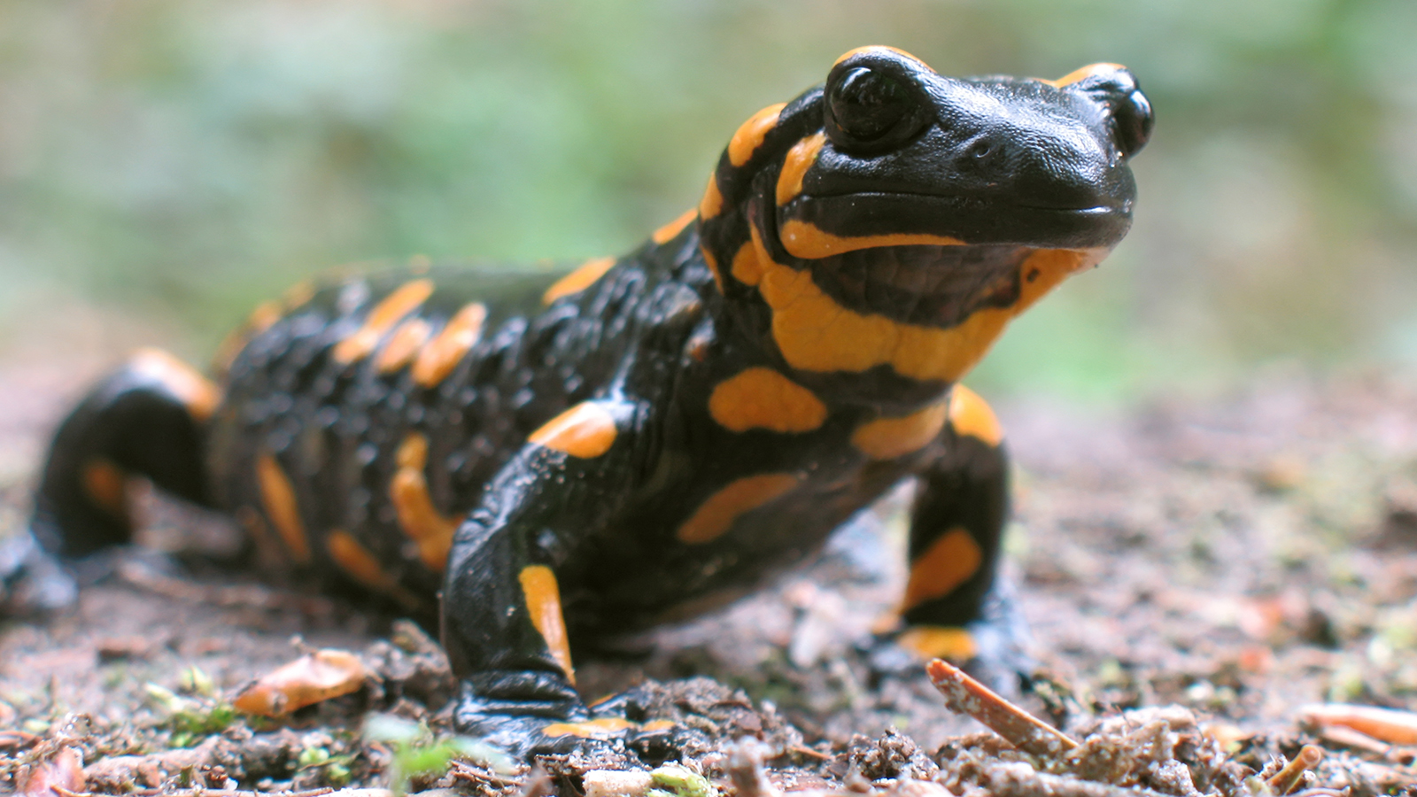Salamander and Newt photo 