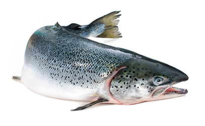 Nice Salmon and Trout