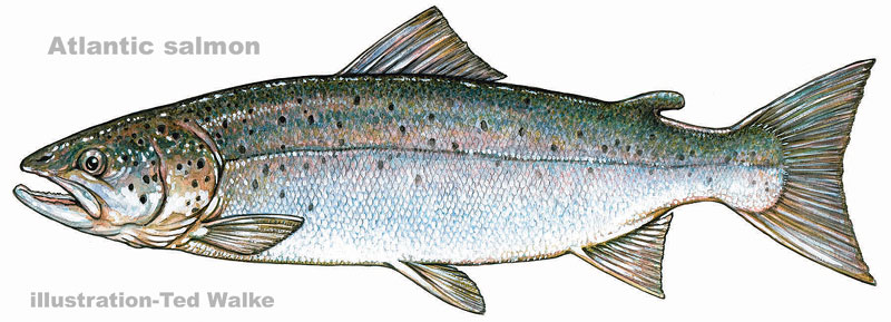Cool Salmon and Trout