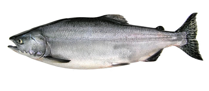 Pretty Salmon and Trout