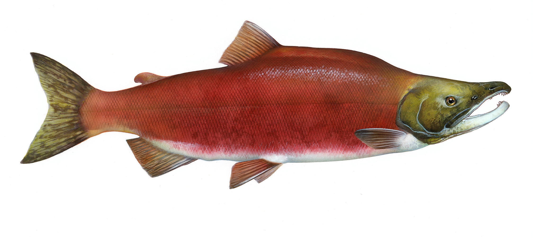 Wallpaper Salmon and Trout