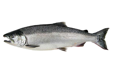 Photo Salmon and Trout