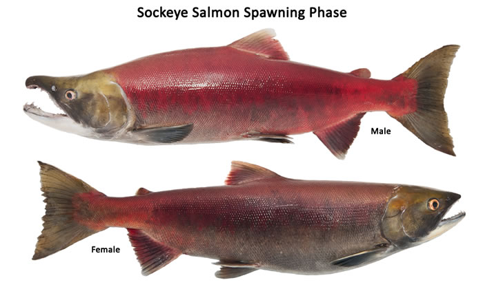 Salmon and Trout photo 