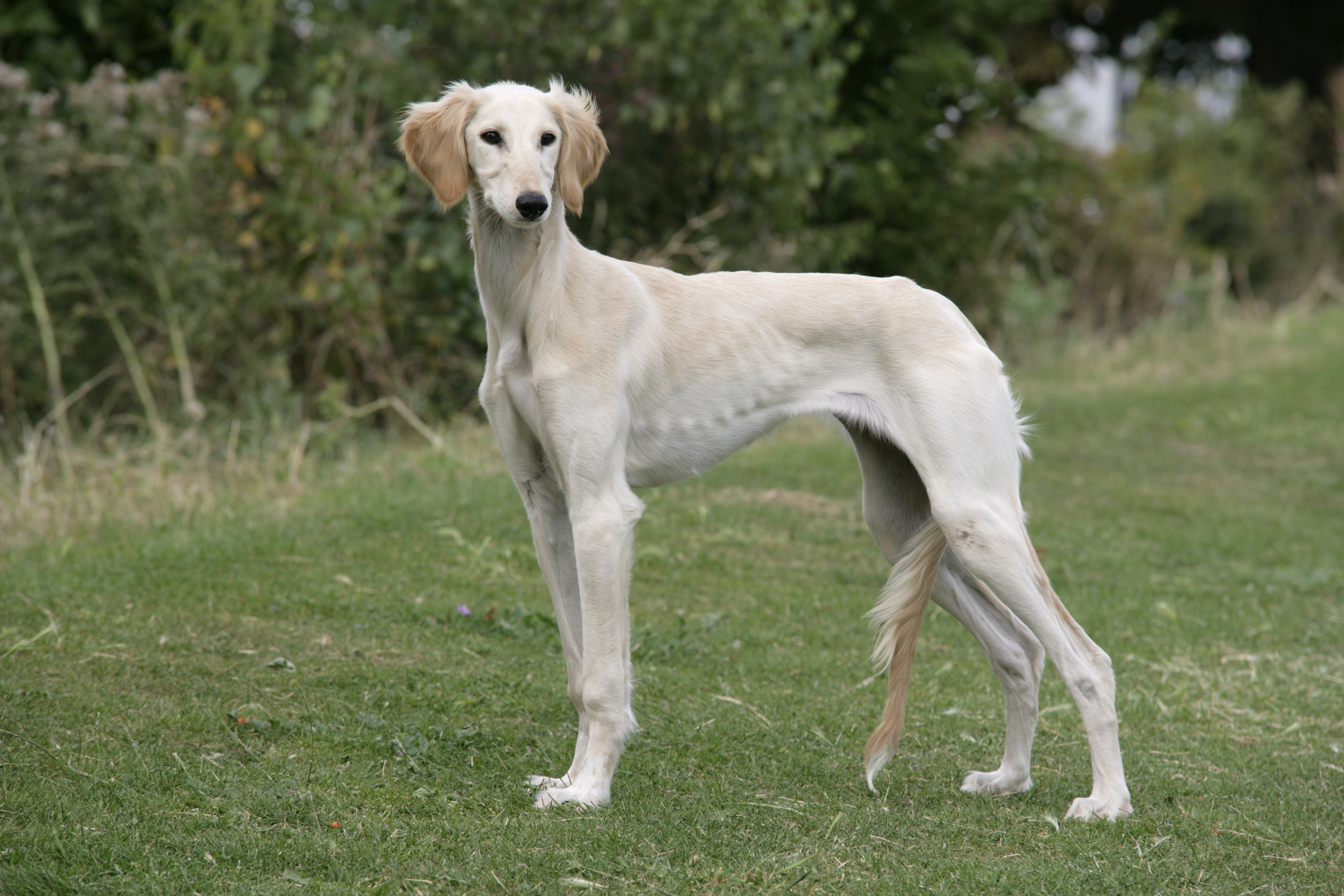 Nice Saluki - Dog Breed