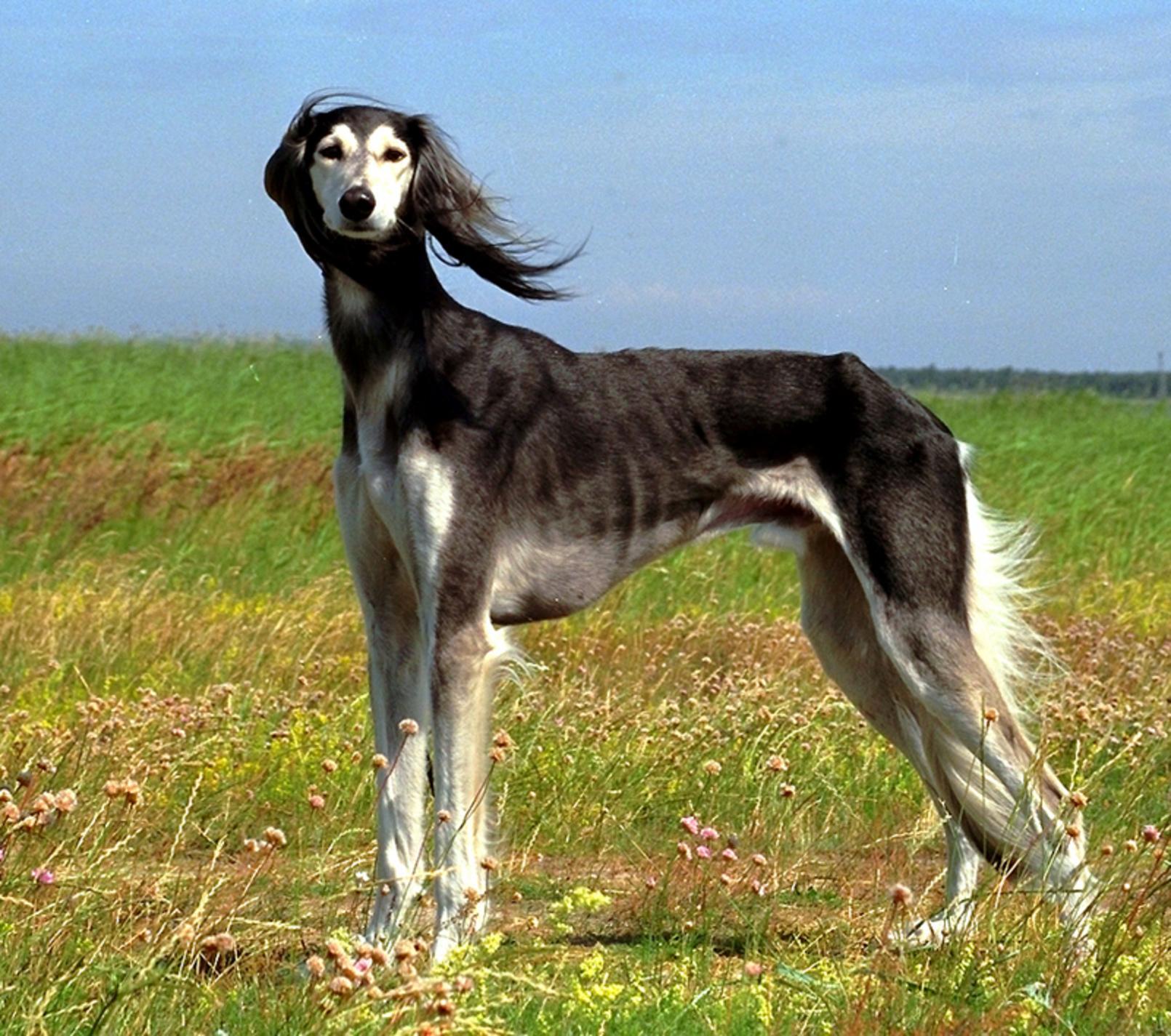 Cool Saluki - Dog Breed