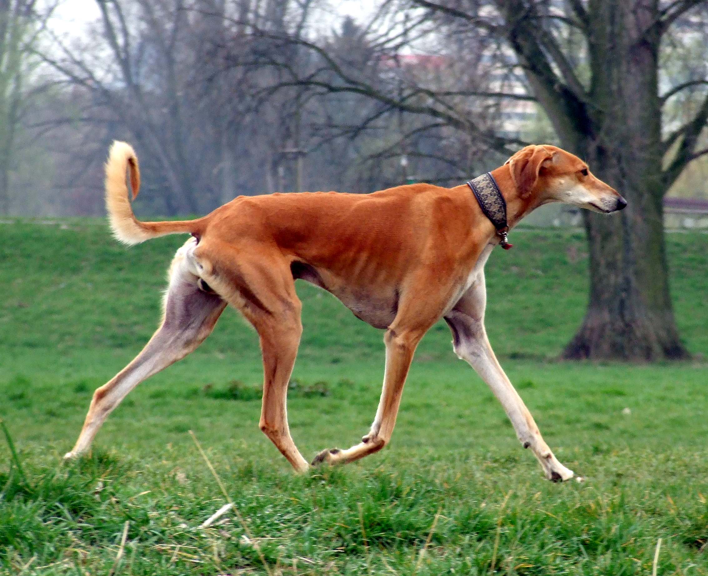 Wallpaper Saluki - Dog Breed
