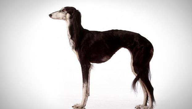 Saluki - Dog Breed photo 