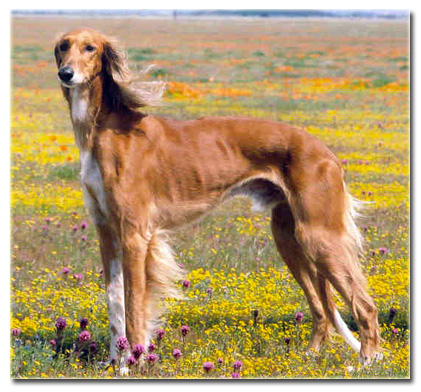 Saluki - Dog Breed wallpaper