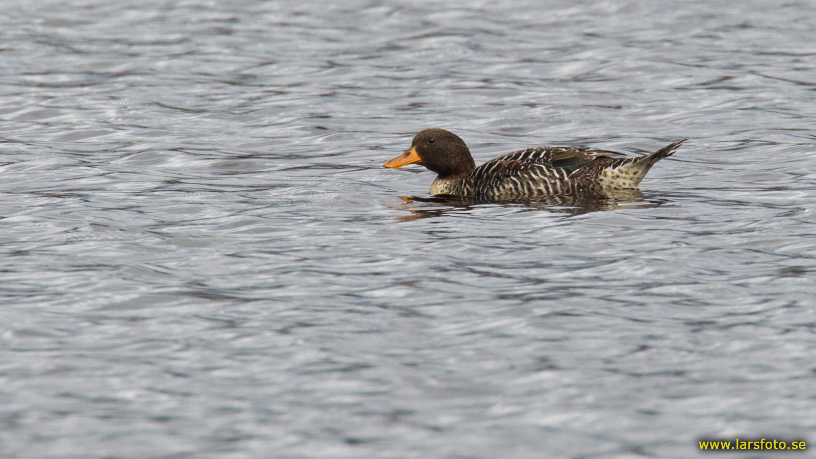 Salvadori’s teal