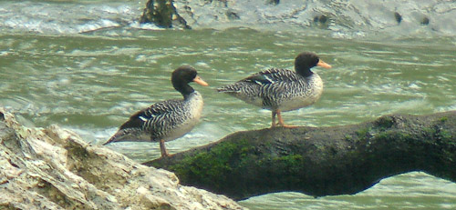 Pretty Salvadori’s teal