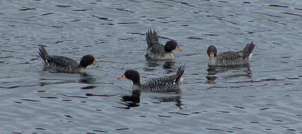 Pretty Salvadori’s teal