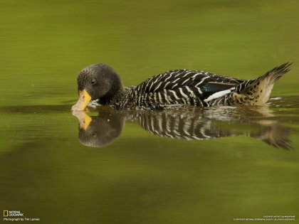 Pretty Salvadori’s teal