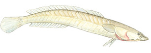 Samoan sand dart