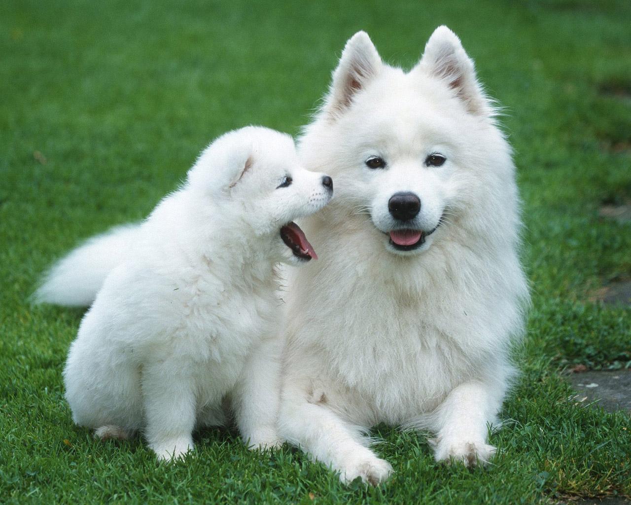 Samoyed - Dog Breed