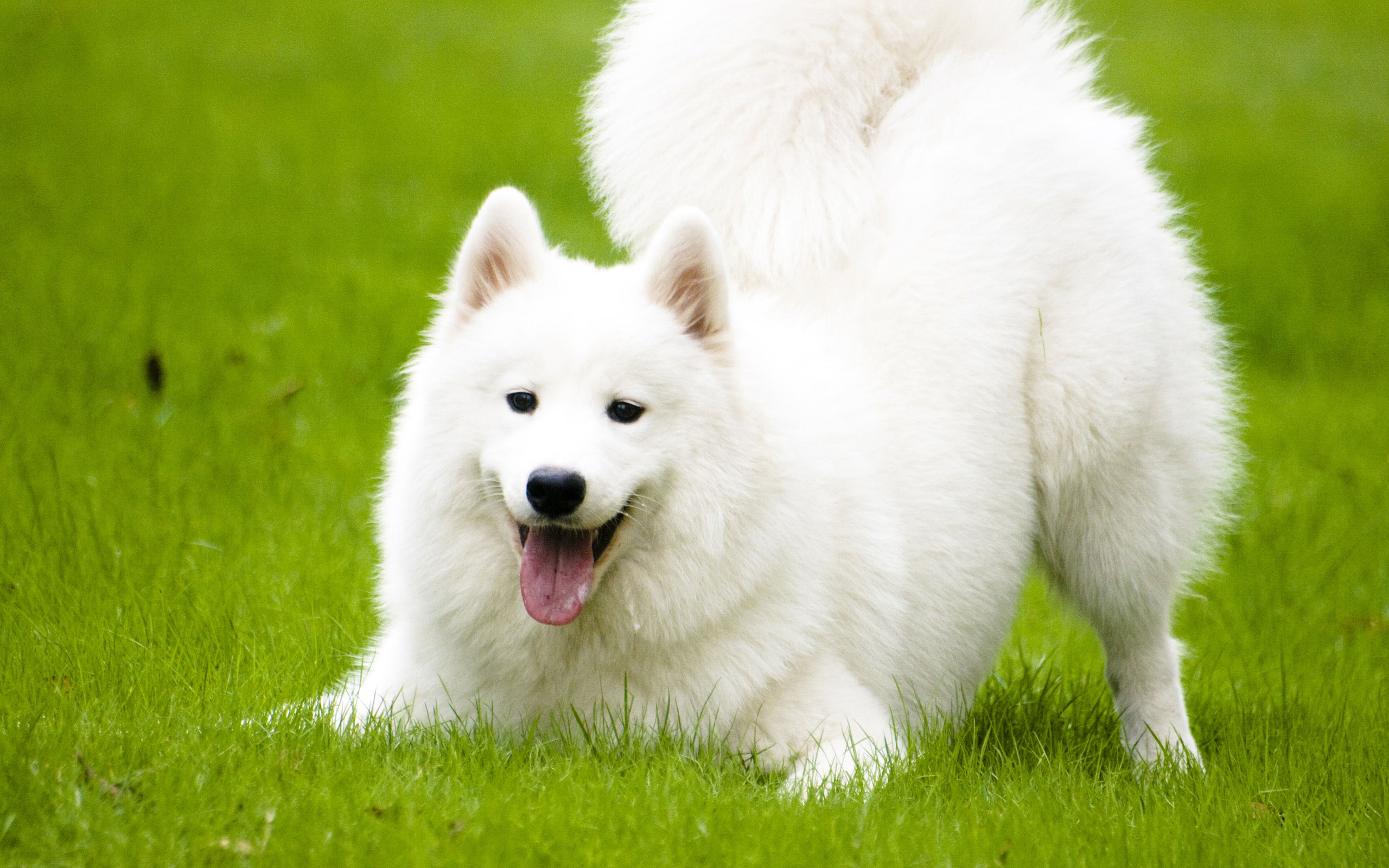 Nice Samoyed - Dog Breed