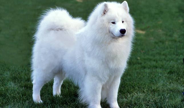 Cool Samoyed - Dog Breed