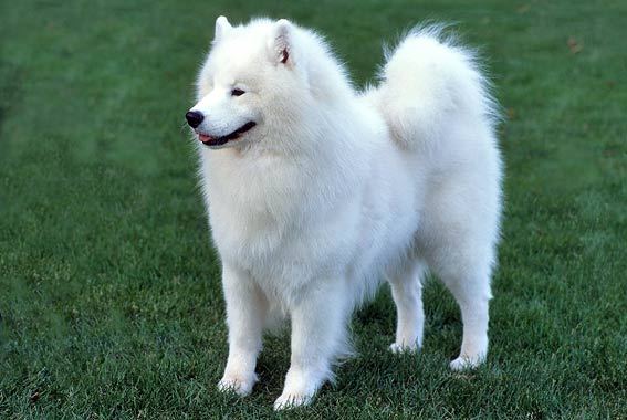 Pretty Samoyed - Dog Breed