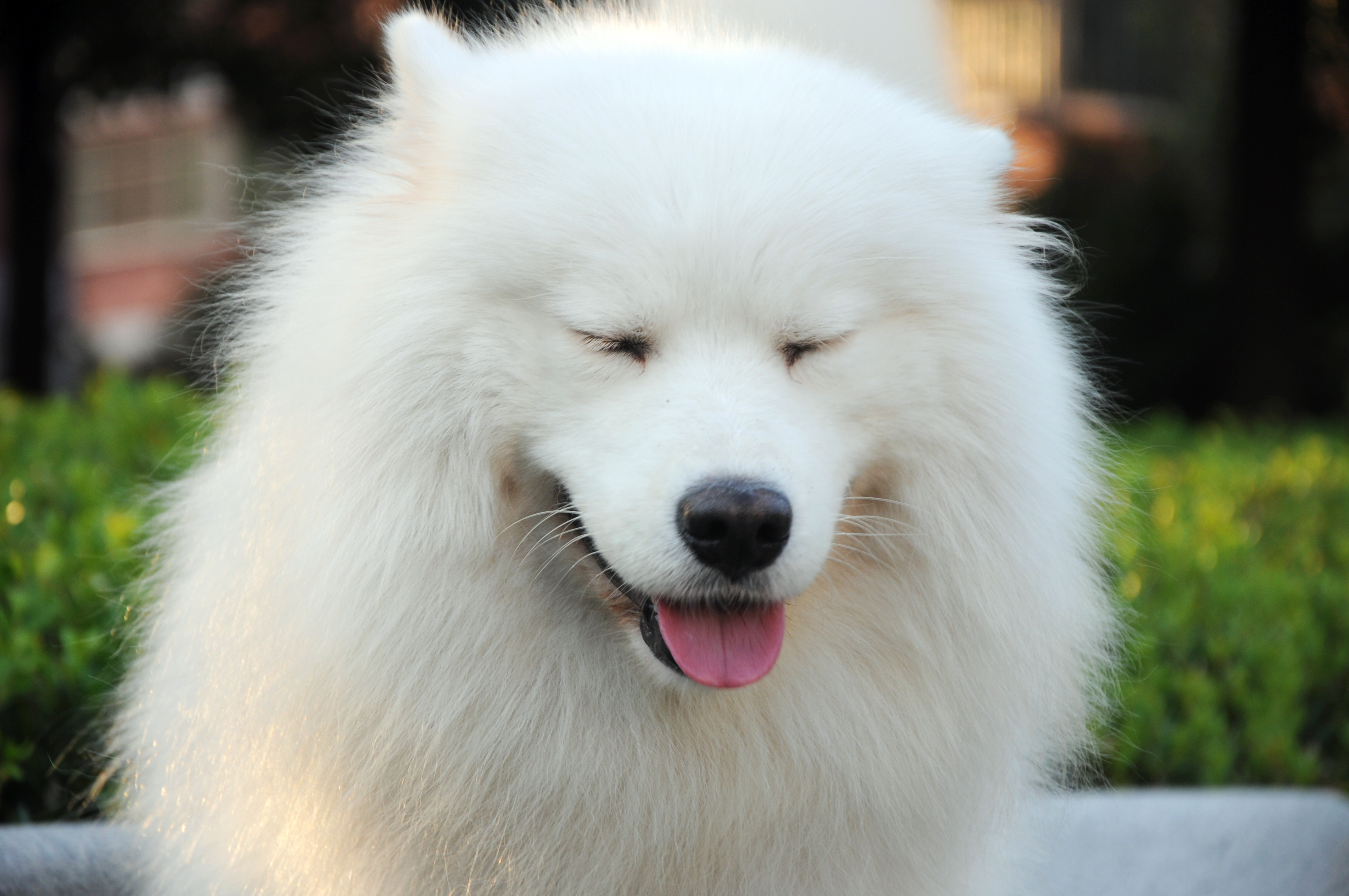 Cute Samoyed - Dog Breed