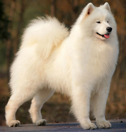 Photo Samoyed - Dog Breed