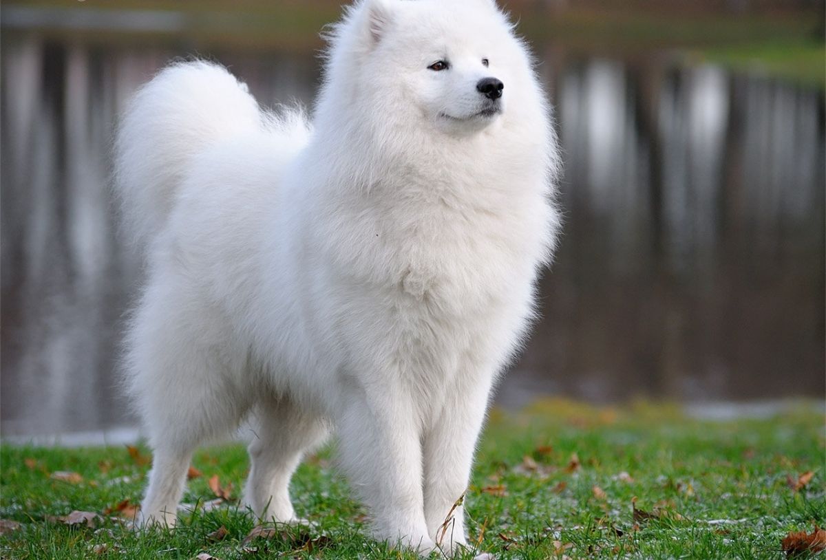 Samoyed - Dog Breed photo 