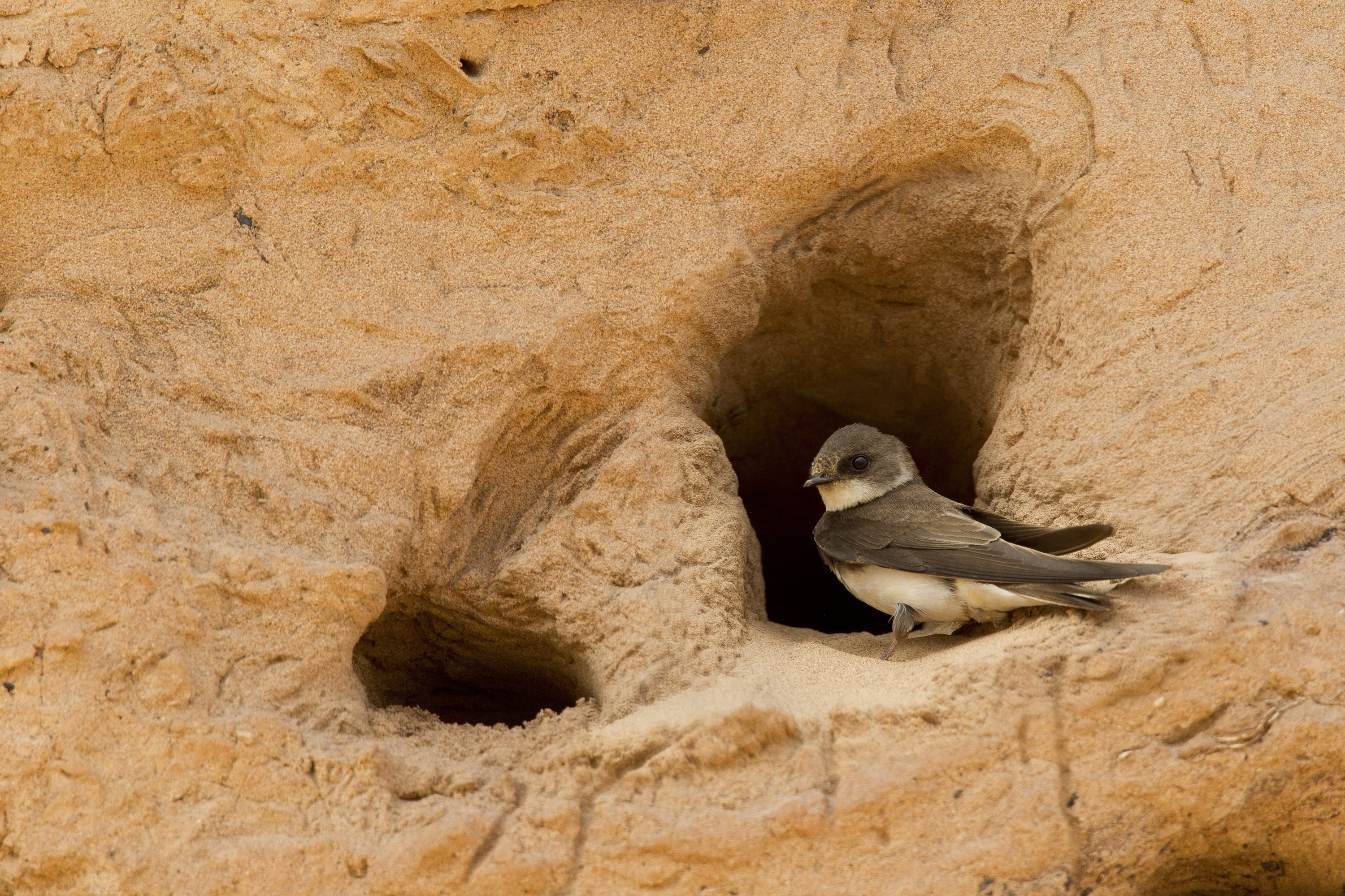 Sand martin
