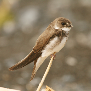 Pretty Sand martin