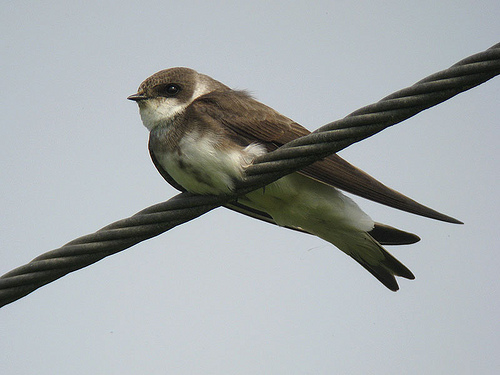 Pretty Sand martin